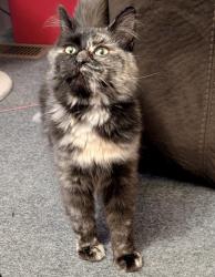 Reunited Female Cat last seen Walnut Ridge Lane & Cain Rd, Knoxville, TN 37921