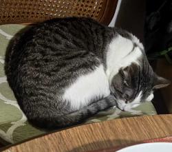 Reunited Male Cat last seen 96th and Chambers, Commerce City, CO 80022