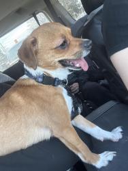 Lost Male Dog last seen Near pheasant lane Willingboro nj, Willingboro, NJ 08046