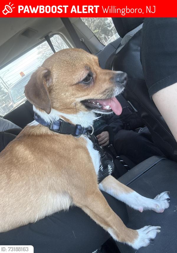 Lost Male Dog last seen Near pheasant lane Willingboro nj, Willingboro, NJ 08046