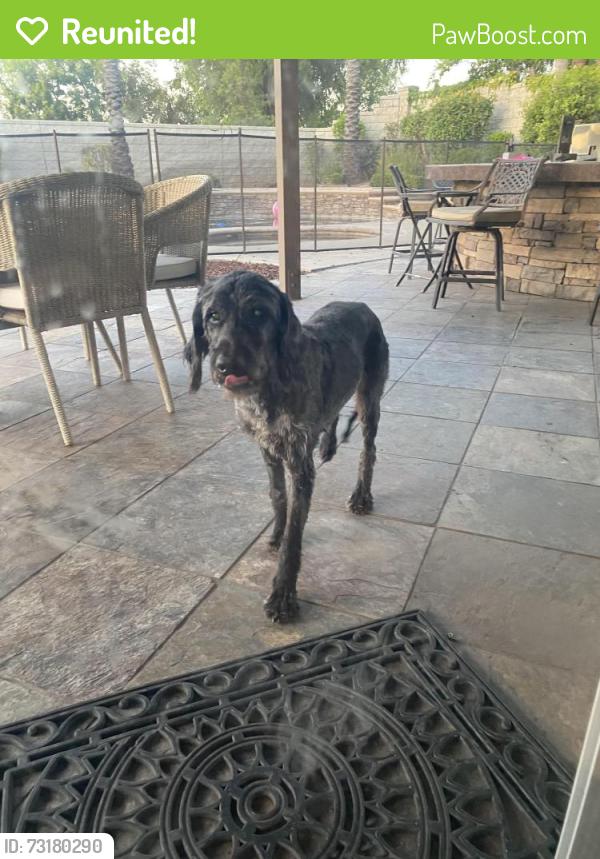 Reunited Female Dog last seen Main Street and Orange Heights lane, Corona, CA 92882
