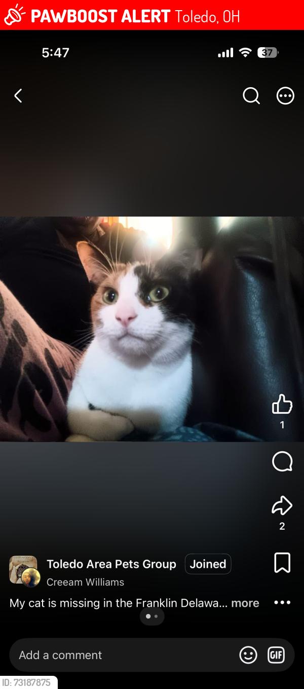 Lost Female Cat last seen Franklin and deleware, Toledo, OH 43620