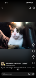 Lost Female Cat last seen Franklin and deleware, Toledo, OH 43620