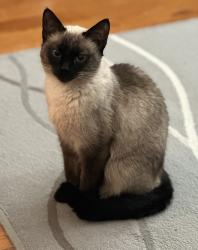 Lost Female Cat last seen Macbeth cir, Fremont, CA 94555