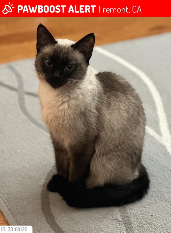Lost Female Cat last seen Macbeth cir, Fremont, CA 94555