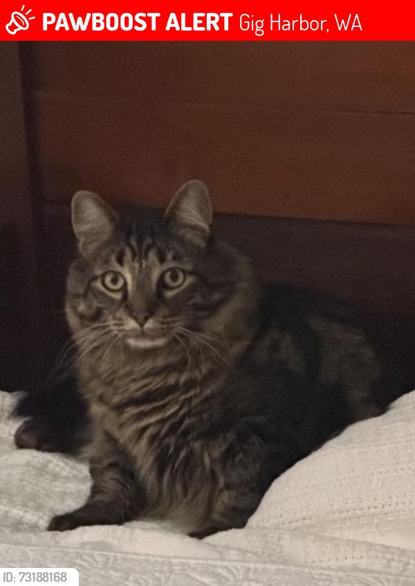 Lost Male Cat last seen Hunt, Gig Harbor, WA 98335
