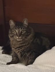Lost Male Cat last seen Hunt, Gig Harbor, WA 98335