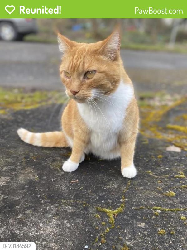 Reunited Female Cat last seen Jersey St/Alma, Portland, OR 97203