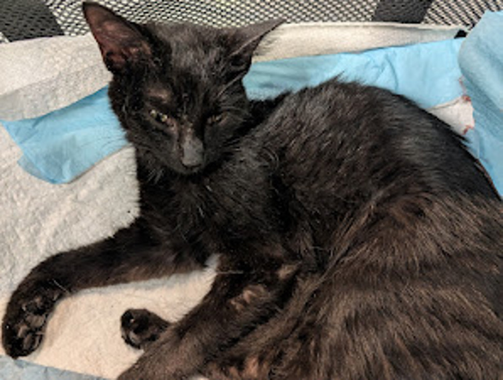 Shelter Stray Female Cat last seen Near langston rd, VIRGINIA BEACH, VA, 341 S Birdneck Rd, Virginia Beach, VA 23451, USA