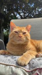 Reunited Male Cat last seen Cogir at the narrows, Sunset Dr, N Laurel Ln, N 9th St, Tacoma, WA 98406