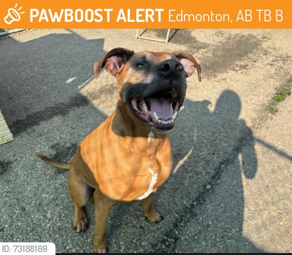 Found/Stray Male Dog last seen Fort Road and Yellowhead Trail, Edmonton, AB T5B 2B7