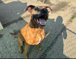 Found/Stray Male Dog last seen Fort Road and Yellowhead Trail, Edmonton, AB T5B 2B7
