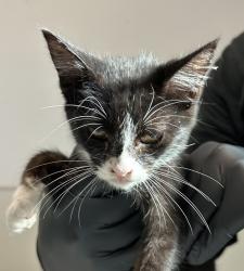 Shelter Stray Male Cat last seen Near S 29th Street, San Diego, CA, 92113, 5500 Gaines St, San Diego, CA 92110, USA