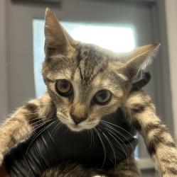 Shelter Stray Female Cat last seen Near W Hall Avenue, San Diego, CA, 92173, 5500 Gaines St, San Diego, CA 92110, USA