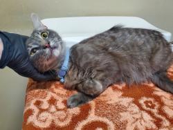 Shelter Stray Male Cat last seen Near Mesa Drive, Oceanside, CA, 92054, Oceanside, CA 92058, USA