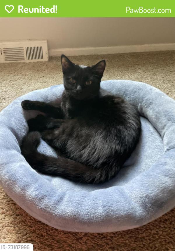 Reunited Female Cat last seen Near winsted drive, North Royalton, OH 44133