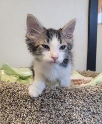 Shelter Stray Male Cat last seen Near Pollyanna Terrace, Vista, CA, 92083, Oceanside, CA 92058, USA