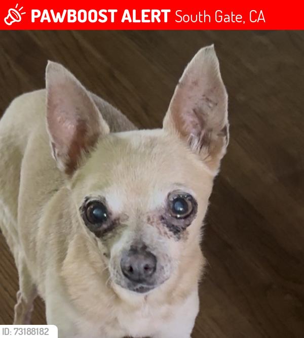 Lost Female Dog last seen McKinley ave and Hoover, South Gate, CA 90280