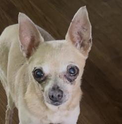 Lost Female Dog last seen McKinley ave and Hoover, South Gate, CA 90280