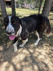 Reunited Male Dog last seen Valero at 71 and 1209 intersection, Cedar Creek, TX 78612