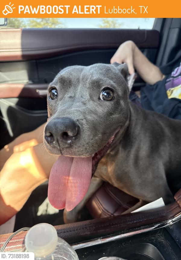 Found/Stray Female Dog last seen 17th street Lubbock, TX, Lubbock, TX 79409
