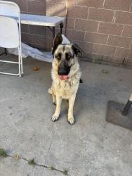 Reunited Female Dog last seen Atlantic, East Compton, CA 90221