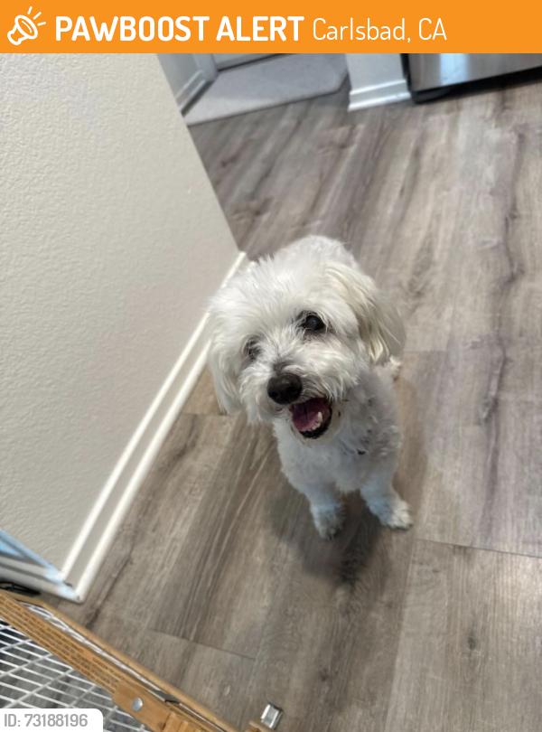 Found/Stray Male Dog last seen Marron, Carlsbad, CA 92010