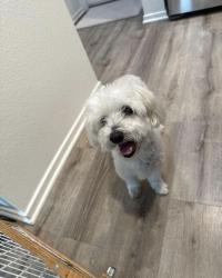Found/Stray Male Dog last seen Marron, Carlsbad, CA 92010