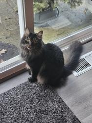 Reunited Male Cat last seen SE Mitchell Street and SE 60TH Ave, Portland, OR 97206
