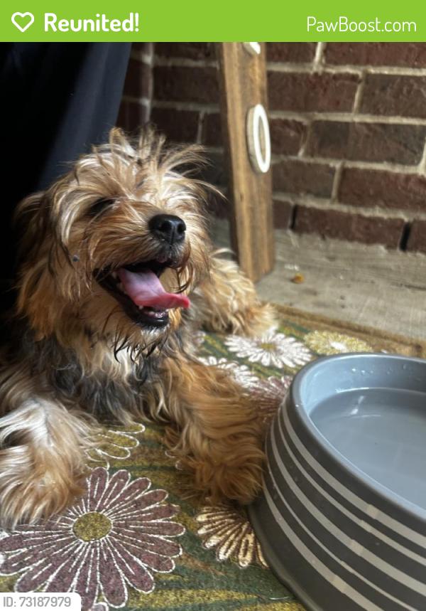 Reunited Female Dog last seen Near Twister Tr, Spring, TX 77373, USA, Spring, TX 77373