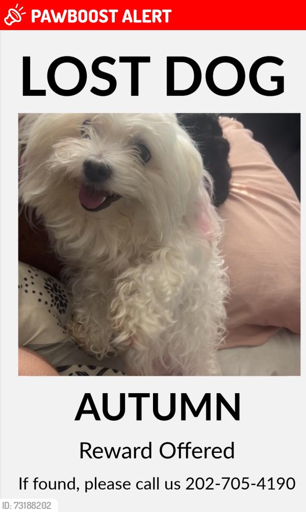 Lost Female Dog last seen Suitland road, Hillcrest Heights, MD 20746