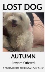 Lost Female Dog last seen Suitland road, Hillcrest Heights, MD 20746