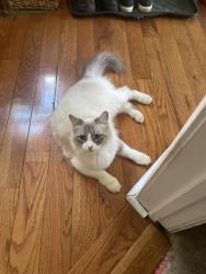 Reunited Female Cat last seen Gittens Street, Pittsburgh, PA 15212