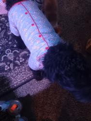 Reunited Male Dog last seen Lloyd lane, fortworth,tx, Fort Worth, TX 76135