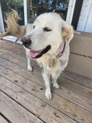 Reunited Female Dog last seen Valero at Hwy 71 and 1209 intersection, Cedar Creek, TX 78612