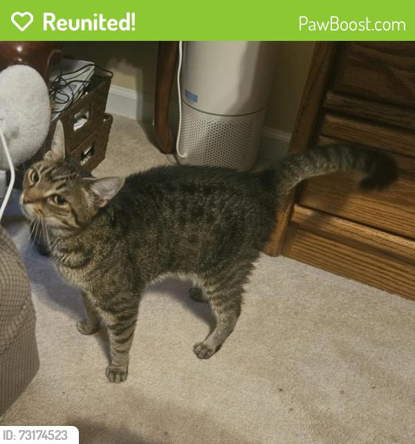 Reunited Unknown Cat last seen Hillsford Lane, Apex, NC 27502