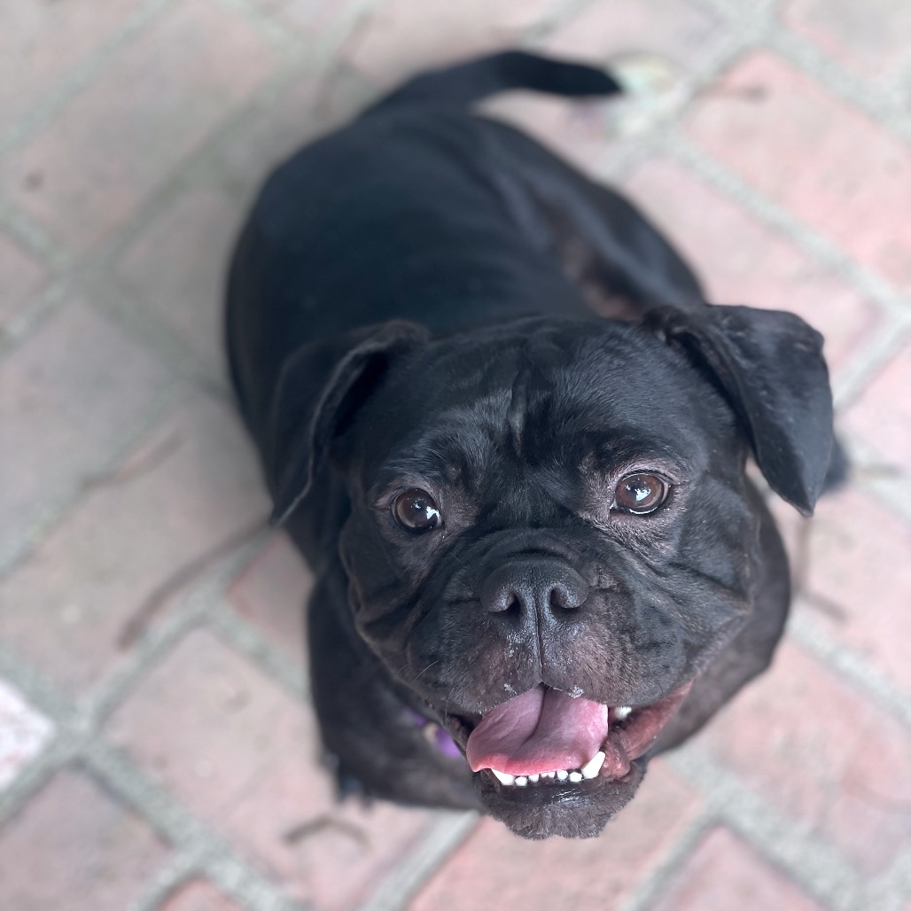 Shelter Stray Female Dog last seen , 3612 11th Ave, Los Angeles, CA 90018, USA