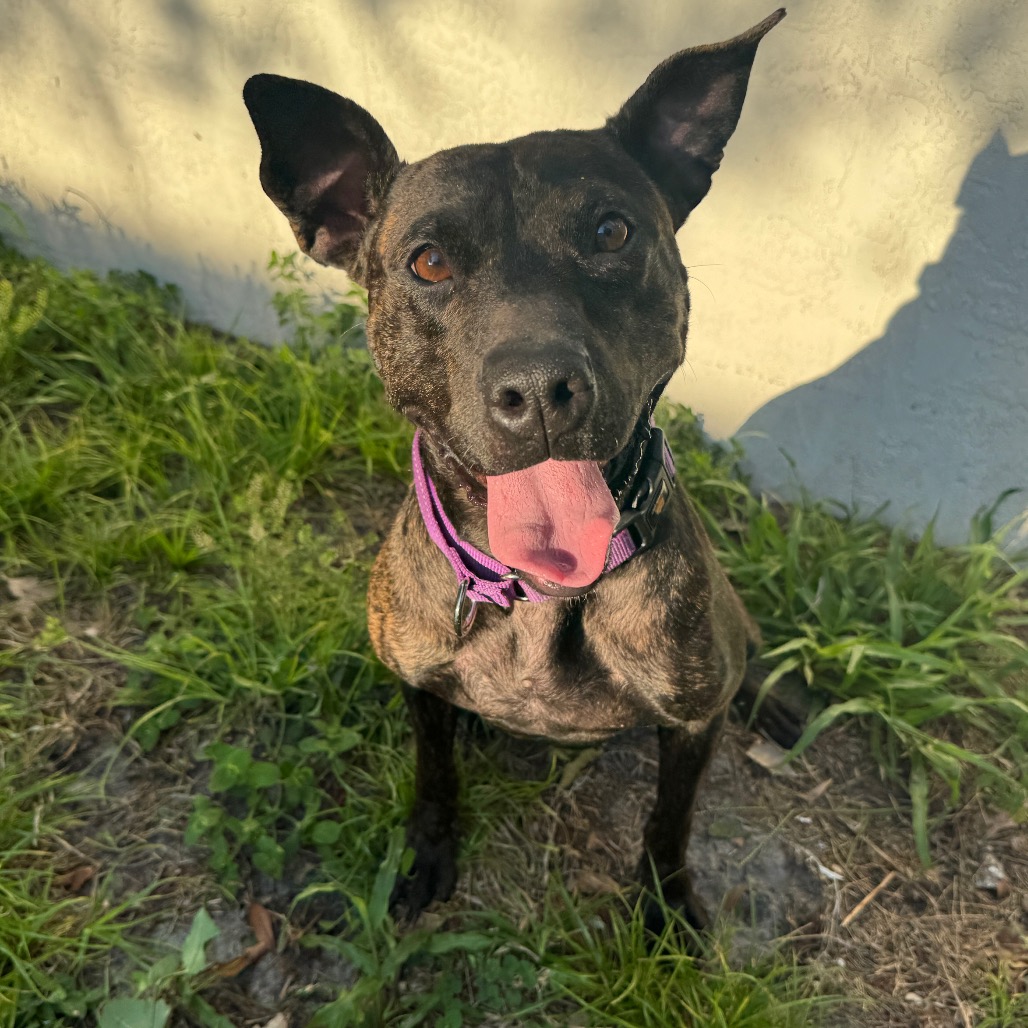 Shelter Stray Female Dog last seen , 8020 Washington St, Port Richey, FL 34668, USA