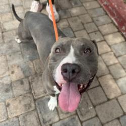 Shelter Stray Male Dog last seen , 361 S Raymond Ave, Pasadena, CA 91105, USA