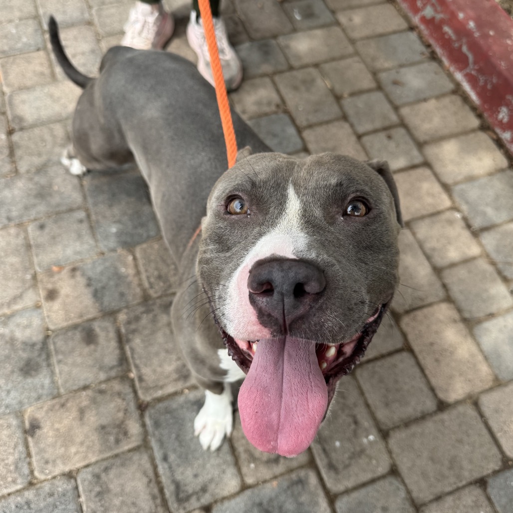 Shelter Stray Male Dog last seen , 361 S Raymond Ave, Pasadena, CA 91105, USA