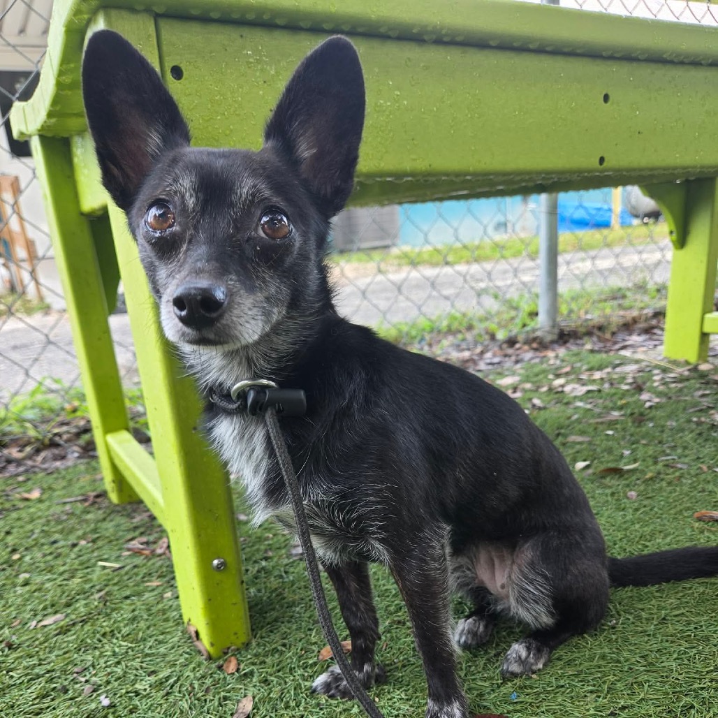 Shelter Stray Female Dog last seen , 8020 Washington St, Port Richey, FL 34668, USA