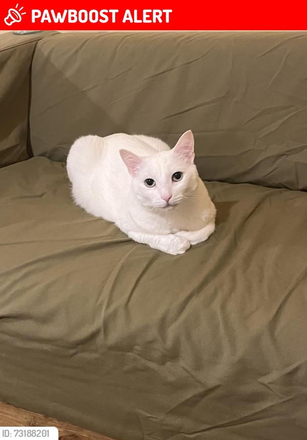 Lost Female Cat last seen 200st and 24th, Langley Township, BC V2Z 1Y6