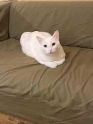 Lost Female Cat last seen 200st and 24th, Langley Township, BC V2Z 1Y6