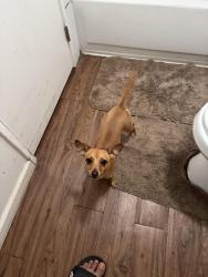 Found/Stray Female Dog last seen Fulton and Hurley, Sacramento, CA 95825