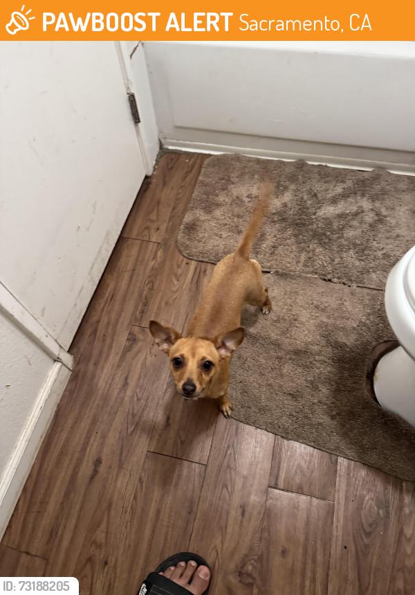 Found/Stray Female Dog last seen Fulton and Hurley, Sacramento, CA 95825