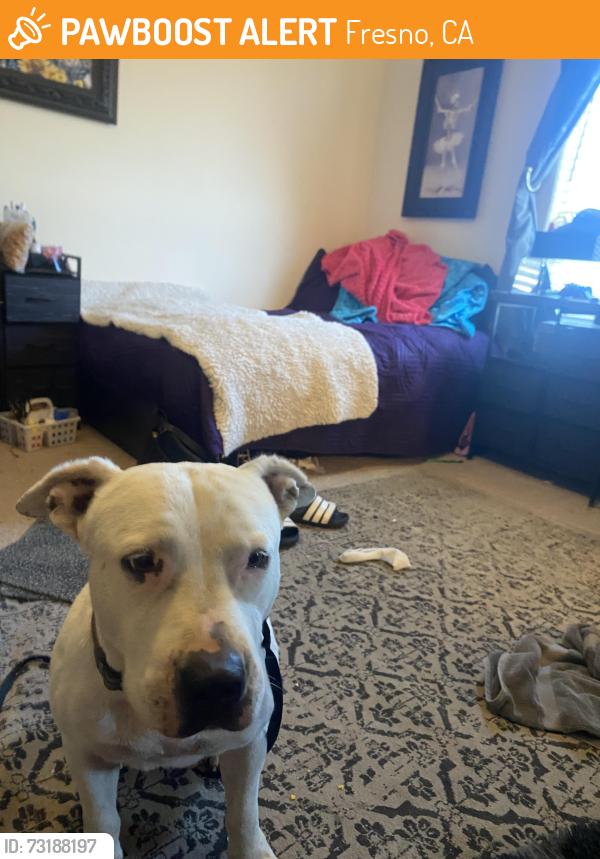 Found/Stray Female Dog last seen Peach and Jensen, Fresno, CA 93725