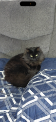 Lost Female Cat last seen Near Benzinger rd, Baltimore, MD 21229
