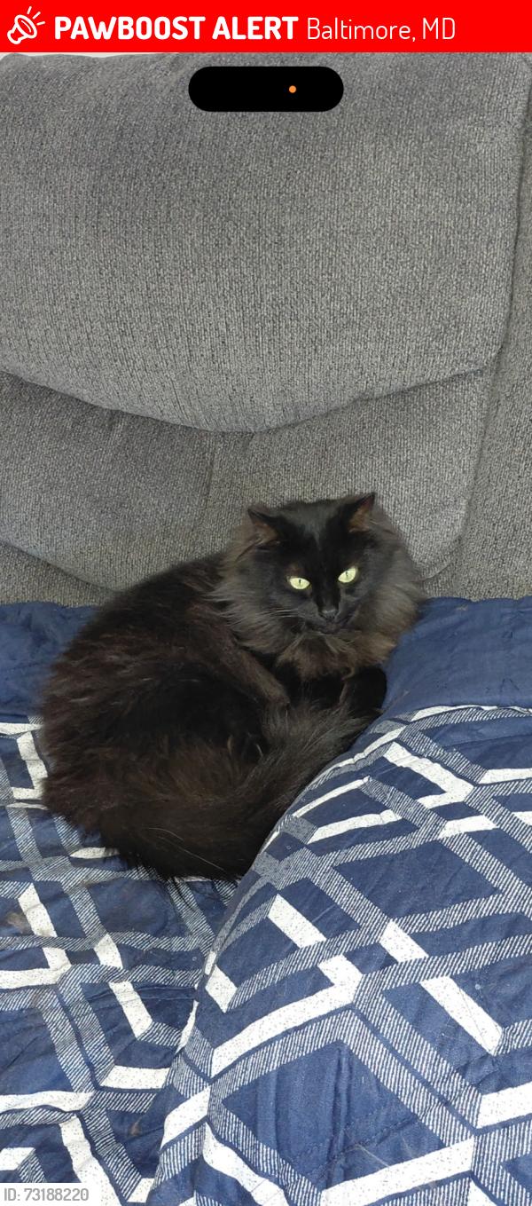 Lost Female Cat last seen Near Benzinger rd, Baltimore, MD 21229