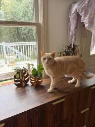 Lost Male Cat last seen Cedarcrest rd, Acworth, GA 30101