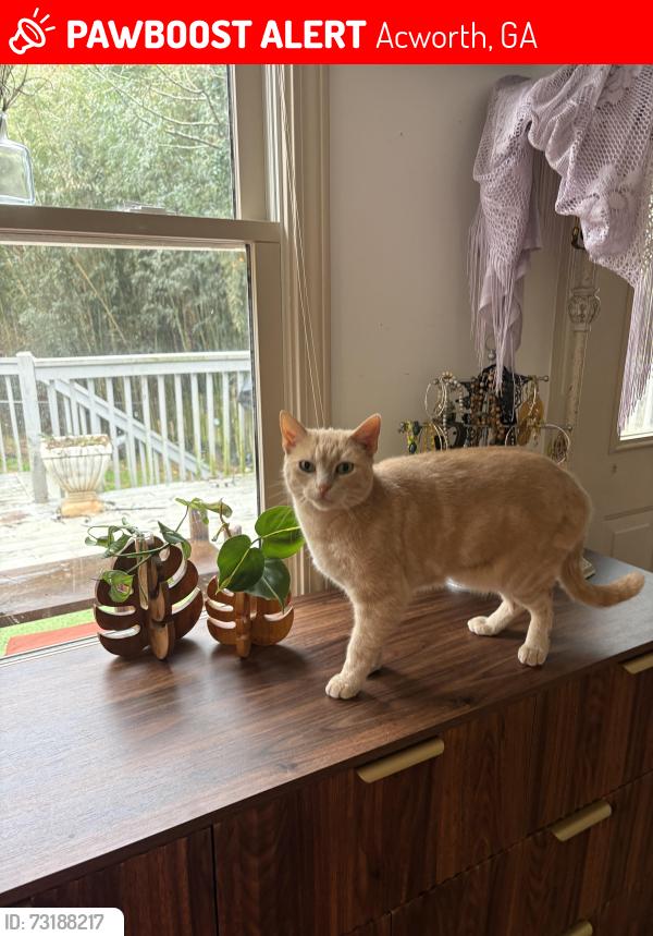 Lost Male Cat last seen Cedarcrest rd, Acworth, GA 30101